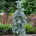 Ель колючая Glauca Pendula