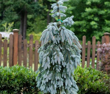 Ель колючая Glauca Pendula