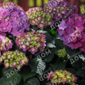 Гортензия крупнолистная Endless Summer Love lila