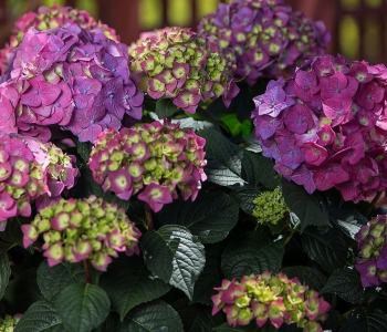 Гортензия крупнолистная Endless Summer Love lila