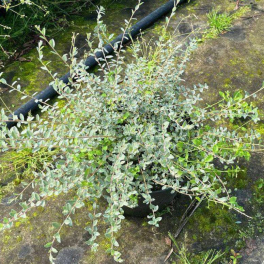 Ива ползучая Green Carpet