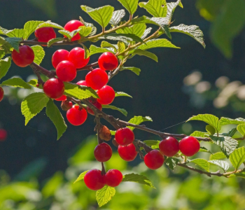 Вишня Войлочная