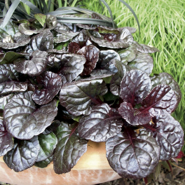 Живучка ползучая Black Scallop