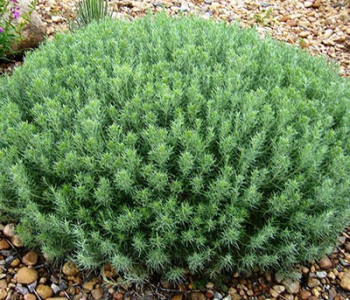 Тимьян обыкновенный Fredo