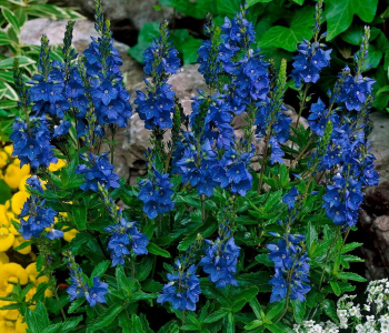 Вероника большая Royal Blue