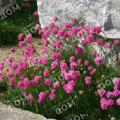 Армерия приморская Abbey Deep Rose