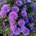 Астра новобельгийская Henry Purple