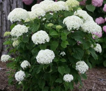 Гортензия древовидная Annabelle
