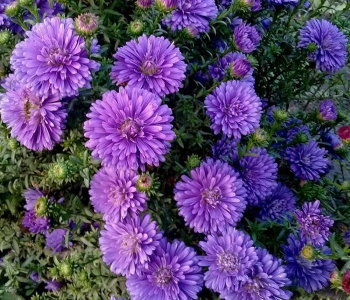 Астра новобельгийская Henry Purple
