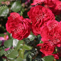Роза флорибунда Red Leonardo da Vinci (Meilland)