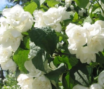 Чубушник Dame Blanche