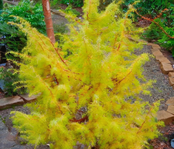 Можжевельник обыкновенный Kalebab