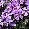 Флокс шиловидный Purple Beauty