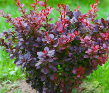 Барбарис Тунберга Atropurpurea