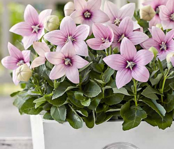 Платикодон крупноцветковый Fuji Pink