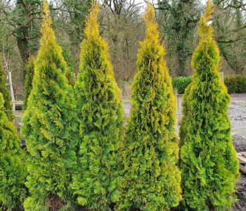 Туя западная Sunny Smaragd