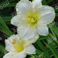 Лилейник White Lemonade