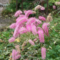 Кровохлебка гибридная Pink Brushes