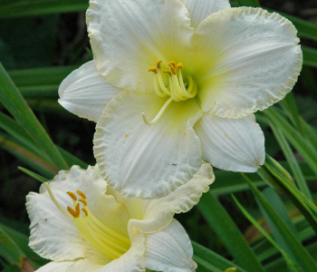 Лилейник White Lemonade