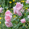 Роза английская Wisley 2008
