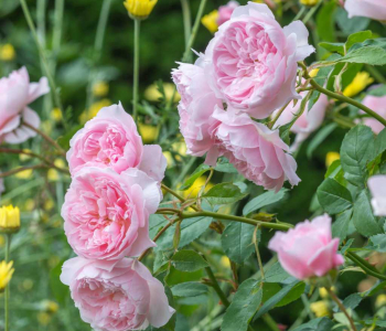 Роза английская Wisley 2008