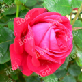 Роза чайно-гибридная Dame de Coeur