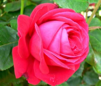 Роза чайно-гибридная Dame de Coeur