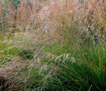 Молиния голубая Igel