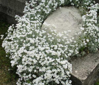 Ясколка войлочная Snow in Summer