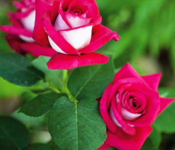 Роза чайно-гибридная Monica Bellucci