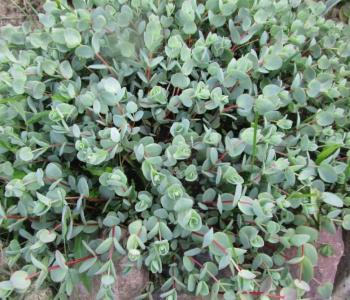 Очиток Эверса