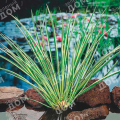 Аир злаковидный Argenteostriatus