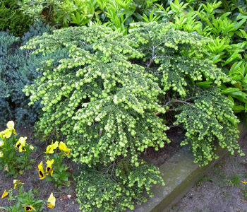 Тсуга канадская Jeddeloh