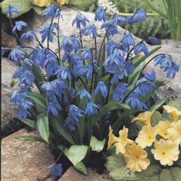 Пролеска сибирская Spring Beauty