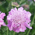 Скабиоза Pink Diamonds