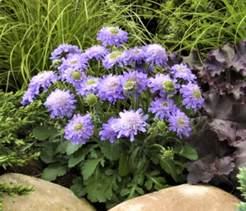 Скабиоза японская Ritz Blue