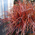Унциния крючковатая Rubra