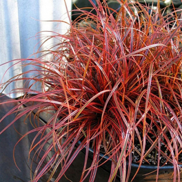 Унциния крючковатая Rubra