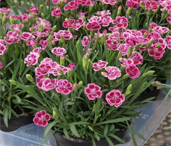 Гвоздика Pink Kisses