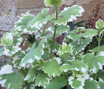 Будра плющевидная Variegata