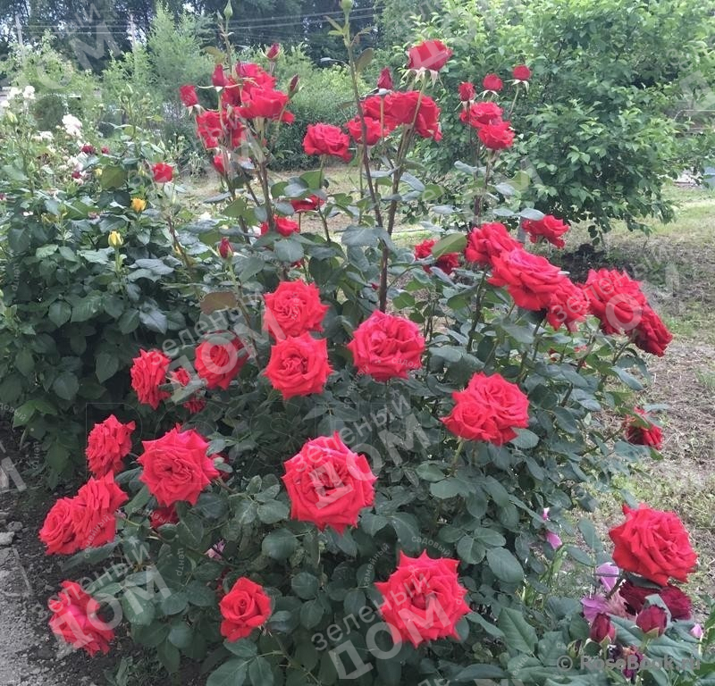 Роза чайно-гибридная Tiamo (Kordes)