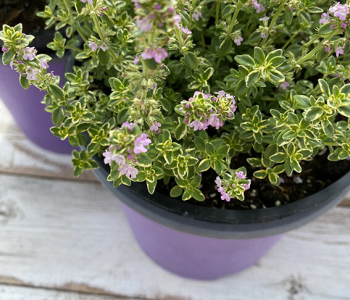 Тимьян лимоннопахнущий Mystic Lemon