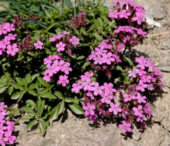 Мыльнянка базиликолистная