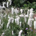 Кровохлебка лекарственная White Tanna