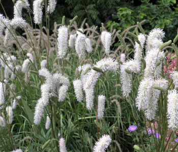 Кровохлебка лекарственная White Tanna