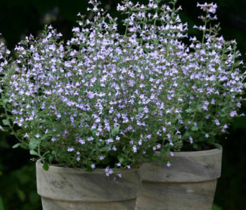 Душевик котовниковидный Blue Cloud