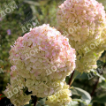Гортензия метельчатая Magical Sweet Summer