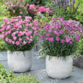 Гвоздика перистая Dinetta Soft Pink