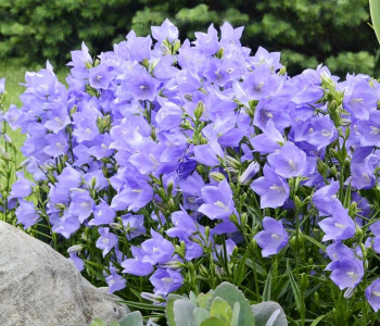 Колокольчик персиколистный Takion Blue