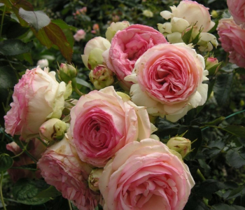 Роза плетистая Pierre de Ronsard (Meilland)